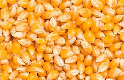 Brazilian popcorn kernels