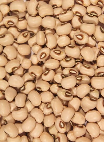Medium-sized Guariba cowpea beans with a light brown color