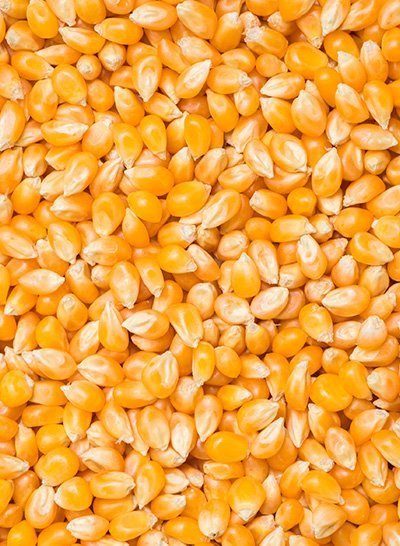 Uniform, golden popcorn kernels